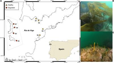 Temperate Kelp Forest Collapse by Fish Herbivory: A Detailed Demographic Study